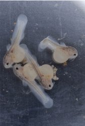 Lophiobagrus sp. (1)