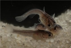 Lophiobagrus sp. (1)
