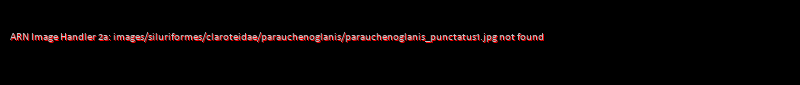 Parauchenoglanis punctatus - Click for species data page