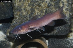 Phyllonemus filinemus - Click for species page