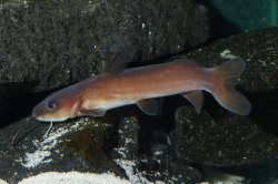 Phyllonemus typus - Click for species data page