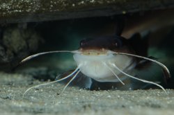 Phyllonemus typus