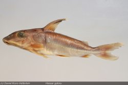 Hassar gabiru - Click for species data page