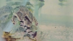 Hypodoras forficulatus