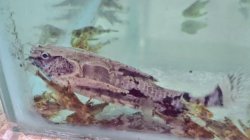 Hypodoras forficulatus