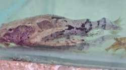 Hypodoras forficulatus