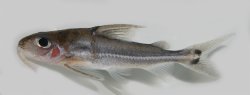 Tenellus leporhinus