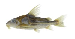 Trachydoras brevis - Click for species data page