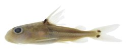 Trachydoras gepharti - Click for species page