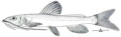 Cetopsorhamdia filamentosa - Click for species page