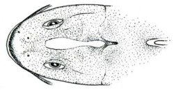 Cetopsorhamdia filamentosa
