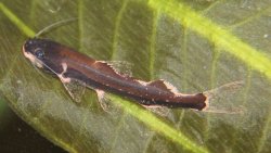 Cetopsorhamdia sp. `PERU 2`