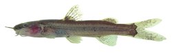 Cetopsorhamdia sp. `RIO TARUMA` - Click for species page