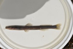 Chasmocranus tapanahoniensis - Click for species data page