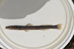 Chasmocranus tapanahoniensis - Click for species page