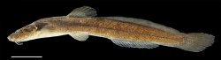 Heptapterus exilis - Click for species data page