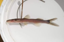 Phenacorhamdia tenebrosa - Click for species page