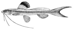 Pimelodella leptosoma - Click for species page