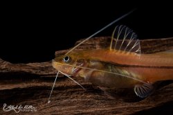 Pimelodella sp. `COLOMBIA`