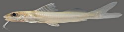 Pimelodella sp. `NHAMUNDA` - Click for species page