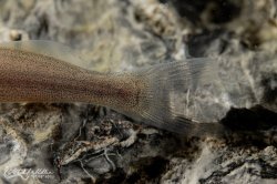 Pimelodella sp. `RIO VENTUARI`