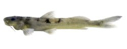 Rhamdioglanis frenatus - Click for species page