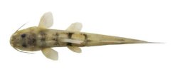 Rhamdioglanis frenatus