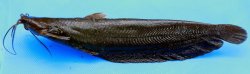 Heteropneustes fuscus - Click for species page