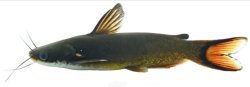 Horabagrus obscurus