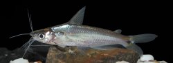 Pachypterus khavalchor - Click for species page