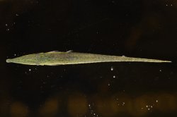 Acestridium discus - Click for species page