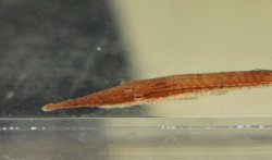 Acestridium martini