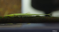 Acestridium triplax - Click for species page