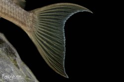 Ancistomus snethlageae