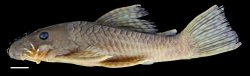 Ancistrus amaris - Click for species page