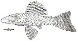 Ancistrus caucanus