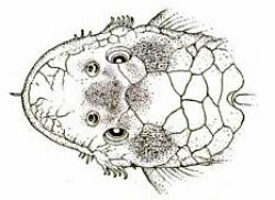 Ancistrus caucanus