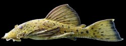 Ancistrus centrolepis - Click for species data page