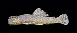 Ancistrus clementinae - Click for species data page