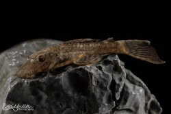 Ancistrus damasceni - Click for species page