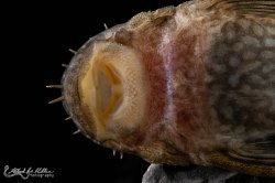 Ancistrus damasceni