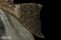 Ancistrus damasceni