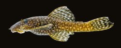 Ancistrus krenakarore - Click for species page