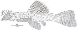 Ancistrus lineolatus - Click for species page