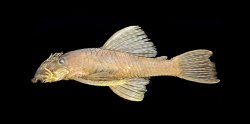 Ancistrus malacops - Click for species page