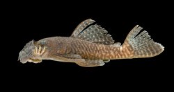 Ancistrus miracollis - Click for species data page