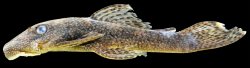 Ancistrus saudades - Click for species data page
