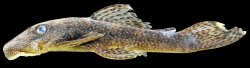 Ancistrus saudades - Click for species page