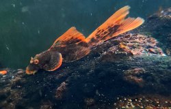 Ancistrus sp. (3)