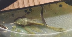 Ancistrus sp. (3)